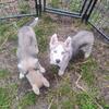Husky puppy female ready to go 11/03/25