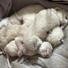 SEAL point full Siamese babies