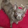 Chihuahua puppy, sweet female