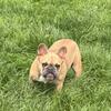 French Bulldog Female