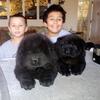 Chow Chow Puppies