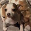 One male left Jack russel pups