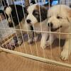Great Pyrenees Mix Puppies