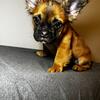 AKC Registered Male French Bulldog (Chocolate Fluffy)- For Sale, Available Now! 