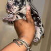 Frenchie female puppy available for reservation 