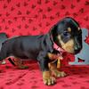 AKC Female Miniature Dachshund puppy