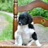 Standard poodle puppies RTG very soon