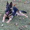 Male German shepherd 