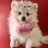 Pomeranian puppy for sale