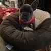 AKC registered French bulldog one female one male. SERIOUS inquiries ONLY!