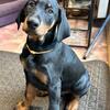 Doberman Pinscher 