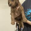 Female Goldendoodle Puppy Yellow Collar