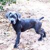 AKC Registered Cane Corso Puppies Excellent Temperaments