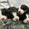 AKC Bernese Mountain Dog Puppies-OFA & Genetic tested parents, import bloodlines