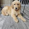 Golden Retriever Puppies