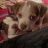 Bully pitbull puppys mix with mastiff rot