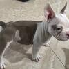 Micro exotic ABR American bully puppies 