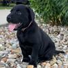 AKC registered black lab puppy in Ohio