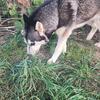 Beautiful husky female. SOLD