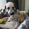 Dalmatian puppies pure bred Registered female and male,  available