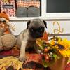 💓✨Our…Last Adorable pug baby!✨💓 400.00