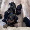 Yorkie puppies!!!
