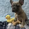 Lilac blue fawn french bulldog AKC
