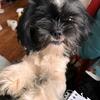 Shihpoo male needing home