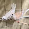 Baby Doves, tame , 7 weeks old