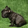 High quality French Bulldog 