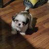 Shih tzu Puppies 8 weeks