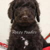 AKC Solid Brown Standard Poodle Puppies. Ready for Christmas!