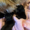 Yorkie newborn AKC registered pups