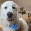 Purebred AKC-Registered Great Pyrenees Stud – Available Now