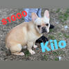 $1,000 Boy French Bulldog Platinum AKC