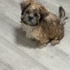 Shih Tzu girl Puppies