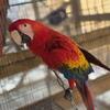 Ruby macaw female