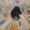 Mini Dachshund Puppy Jenny