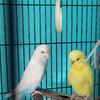 Breeding pair of parakeets