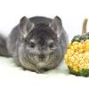 8 Month Old Medium Ebony Male Chinchilla -- RPAc -- very sweet!