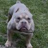 Micro Bully Open For Stud