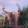 Fawn female UKC Presa Canario!