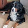 Bernese Mountain dog looking for home