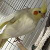 Cockatiels