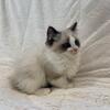 Ragdoll kitten