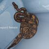 Ball pythons
