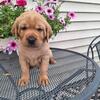 AKC English Labs! Labrador retriever puppies available 07/17