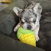 AKC Merle Frenchbulldog puppies 