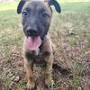 Cassian - AKC Belgian Malinois Puppy