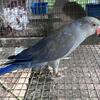 Indian ringneck 